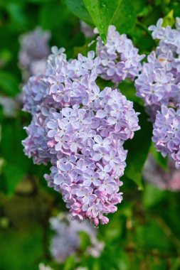 Yeşil yapraklardan oluşan bir arka planda leylak dalı. Bahar.