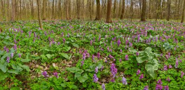 İlkbaharda beyaz kar damlaları, yosun ve ağaç gövdesiyle aydınlatılmış orman zemininin yüksek açılı görüntüsü. Aargau İsviçre kantonunda Aare nehri yakınlarındaki Riparian ormanları..