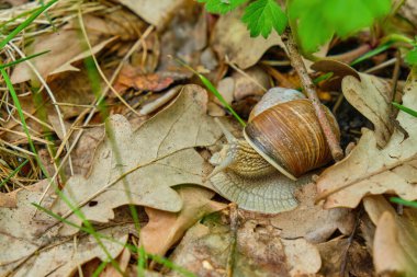 Roman snail, garden snail in the natural environment, wide macro, close up, Helix pomatia