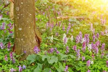 Gün batımı, Bahar doğa zemin üzerine yeşil orman çiçekli