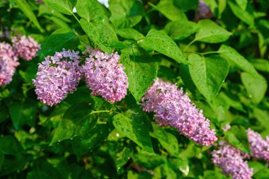 Yeşil arka planda güzel leylak çiçekleri dalları, doğal bahar arkaplanı, yumuşak seçici odak. Yüksek kalite fotoğraf