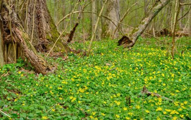 Bahar ormanında beyaz taze kar damlaları. Yumuşak bahar çiçekleri ısınmanın habercileri baharın gelişini simgeler. Çiçekli bahar ormanının manzarası.