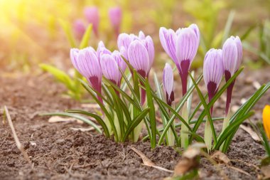 lose up of large purple King of Striped Crocus on a sunny spring day. Nature concept for design