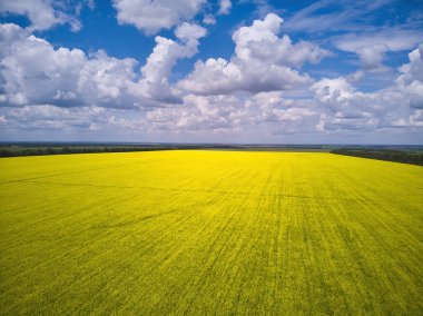 Landscape view from drone, Bright yellow field with rapeseed flowers. Blue sky with white clouds. Texture background for design.