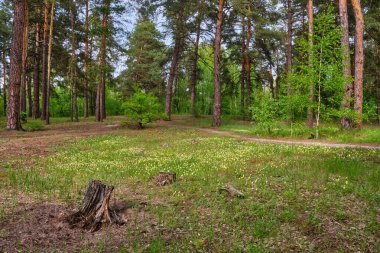 Summer forest. Beautiful landscape with pine forest and dirt road. Ecologically clean place with fresh air.