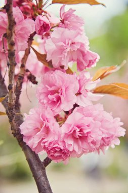 İlkbaharda Kiraz Çiçeği. Yumuşak odaklı. Sakura mevsimi Kore 'de..