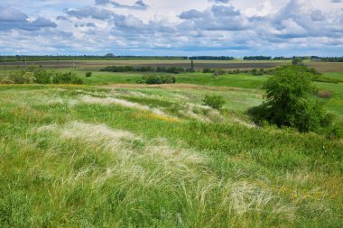 Bahar manzarası, mavi gökyüzünün altındaki tüy çim tarlası.