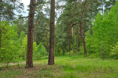 Beautiful summer view of a pine forest in Sweden with a walking path and blueberry sprigs covering the forest floor