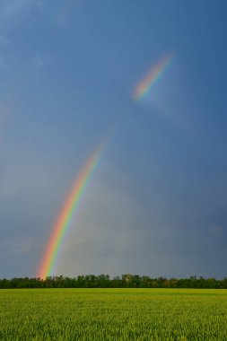 agricultural field with young green wheat sprouts and rainbow, spring landscape, dramatic blue sky as background, fields of Ukraine