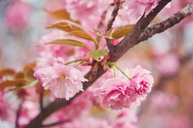 İlkbaharda Kiraz Çiçeği. Yumuşak odaklı. Sakura mevsimi Kore 'de..