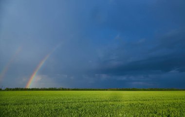 Kasvetli, uğursuz bulutların önünde, güneşli bir yaz akşamı ekilen buğday tarlasının üzerinde çifte parlak gökkuşağı.