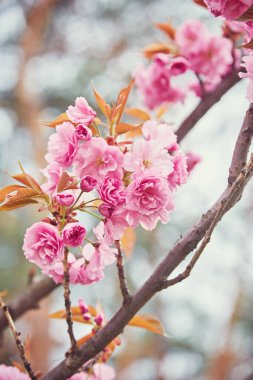 Güzel kiraz çiçeği sakura ilkbahar zamanı mavi gökyüzünde.