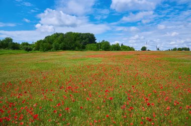 Kırmızı haşhaş çiçek büyük alan. Güneşin ve bulutların. Çok yakın çekim ve haşhaş görüntülemek