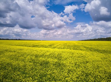 View of the fields and roads from the height of a flying drone. Bright yellow field with rapeseed flowers.
