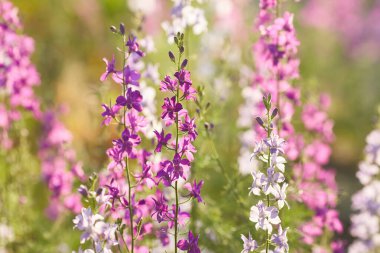 Delphinium elatum arka planı kapatın. Çok renkli Larkspur çiçekleri. Delphinium putple, mavi, pembe çiçekler bahçede yetişir.