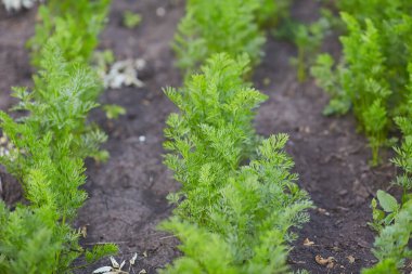 Green carrot tops in the vegetable garden in summer.
