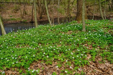 İlkbaharda beyaz kar damlaları, yosun ve ağaç gövdesiyle aydınlatılmış orman zemininin yüksek açılı görüntüsü. Aargau İsviçre kantonunda Aare nehri yakınlarındaki Riparian ormanları..