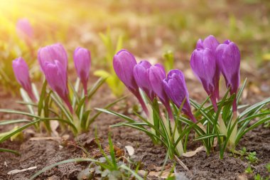 Large group of purple crocuses Ruby giant and a bumblebee sitting inside. Spring