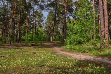 Beautiful summer view of a pine forest in Sweden with a walking path and blueberry sprigs covering the forest floor
