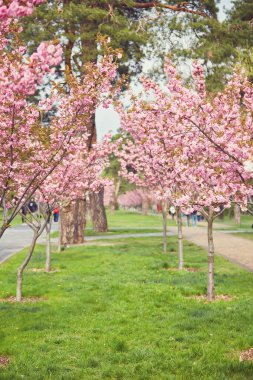 Sokakta çiçek açan güzel sakura ağaçları. Pembe sakura çiçekleri, güneşli bir ışıkta, Spring City caddesinde manzara manzarası. Şehirde baharın tadını çıkarıyorum.