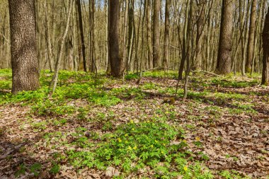 Gün batımı, Bahar doğa zemin üzerine yeşil orman çiçekli