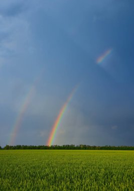 Kasvetli, uğursuz bulutların önünde, güneşli bir yaz akşamı ekilen buğday tarlasının üzerinde çifte parlak gökkuşağı.