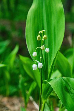 The green glade of lily of the valley flowers in the spring forest. White may-lily flower on clearing in the woods among the green leaves.