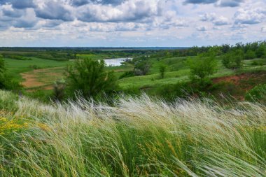 Landscape with Stipe Feather Grass or Grass Needle Nassella tenuissima. Summer in Ukraine