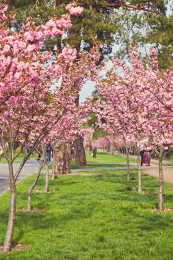 Sokakta çiçek açan güzel sakura ağaçları. Pembe sakura çiçekleri, güneşli bir ışıkta, Spring City caddesinde manzara manzarası. Şehirde baharın tadını çıkarıyorum.