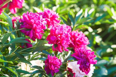 Parlak kırmızı piyonlar yazın bahçede açar.