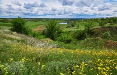 Landscape with Stipe Feather Grass or Grass Needle Nassella tenuissima. Summer in Ukraine