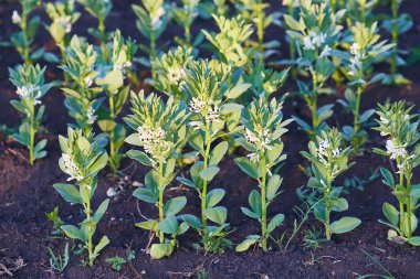 On the field at the flowering stage horse bean Vicia faba
