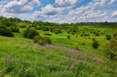 green earth, fields of Ukraine, grains sky, green grass