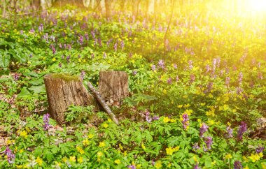 Bahar ormanında beyaz taze kar damlaları. Yumuşak bahar çiçekleri ısınmanın habercileri baharın gelişini simgeler. Çiçekli bahar ormanının manzarası.