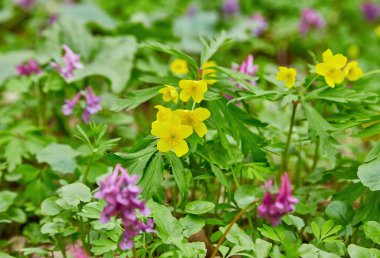 Anemone nemorosa is an early-spring flowering plant in the genus Anemone in the family Ranunculaceae. Common names include wood anemone, windflower