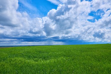 Gloomy storm clouds over a wheat field, rainy summer