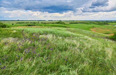Bahar manzarası, mavi gökyüzünün altındaki tüy çim tarlası.