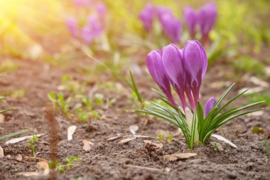 Large group of purple crocuses Ruby giant and a bumblebee sitting inside. Spring