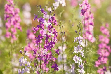 Delphinium elatum arka planı kapatın. Çok renkli Larkspur çiçekleri. Delphinium putple, mavi, pembe çiçekler bahçede yetişir.