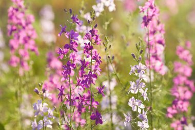 Delphinium elatum close up background. Multicolored Larkspur flowers. Delphinium putple, blue, pink flowers grows in the garden clipart