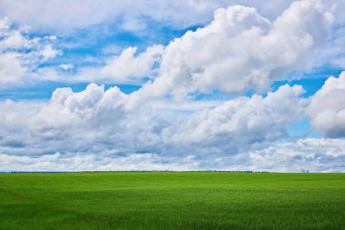 Green wheat field and blue cloudy sky. Summer in Ukraine