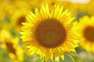 Ayçiçeği doğal arka plan. Çiçek açan ayçiçeği. Ayçiçeğinin yakın çekimi.