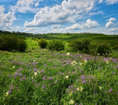 Çiçek açan çayırları olan güzel bir yaz manzarası. yabani çiçekler
