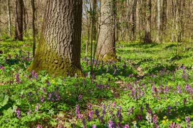 Güzel ormanlık araziler. Ormanda bahar çiçekleri.