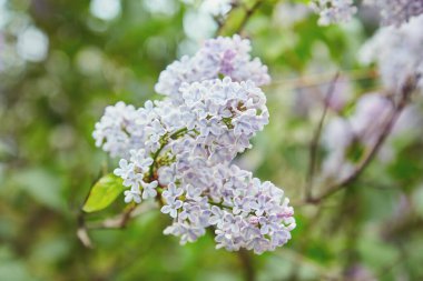 Büyük leylak dalları çiçek açar. Bahar leylaklarının parlak çiçekleri. Bulanık arka planda bahar mavisi leylak çiçekleri. Bir buket mor çiçek.