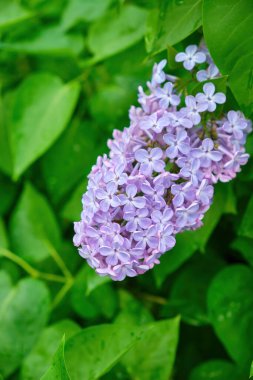 İlkbaharda mor leylak çalıları çiçek açar. Yeşil bahçede güzel çiçekli duvar kâğıdı