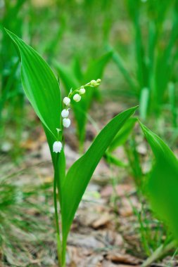 Sunset or dawn in a pine forest with lilies of the valley blooming on the ground. The sun among the trunks of pines.