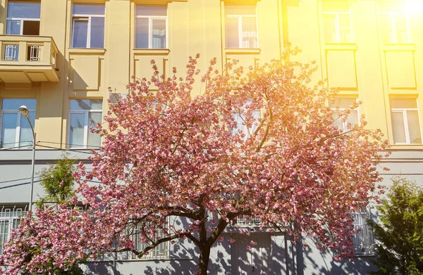 Красивые Цветущие Сакуры Переулке Розовые Цветы Сакуры Ветвях Солнечном Свете — стоковое фото