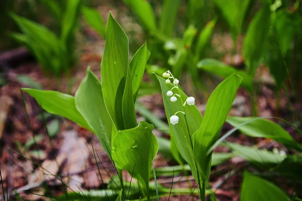 stock image Lily of the valley Convallaria majalis, blooming in the spring forest, close-up