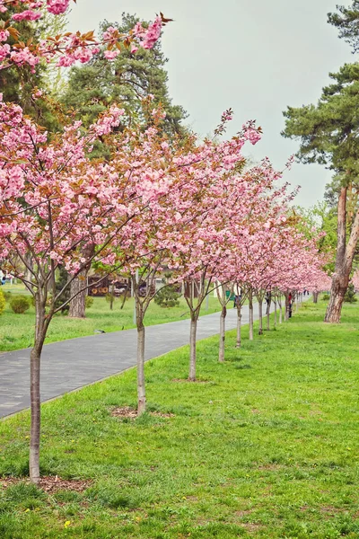 Прекрасні Квітучі Сакури Алеї Рожеві Квіти Сакури Гілках Сонячному Світлі — стокове фото